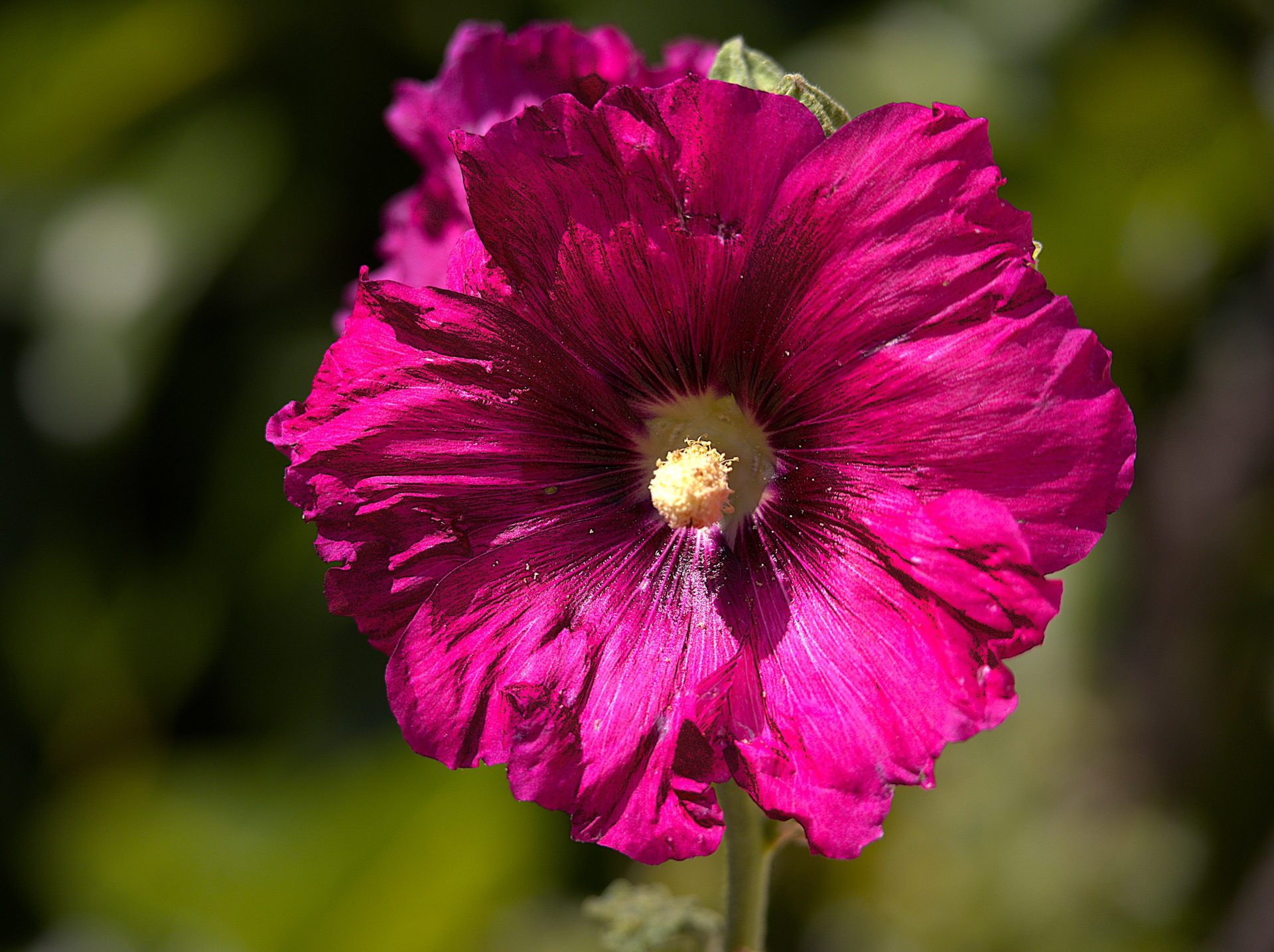 Rose trémière